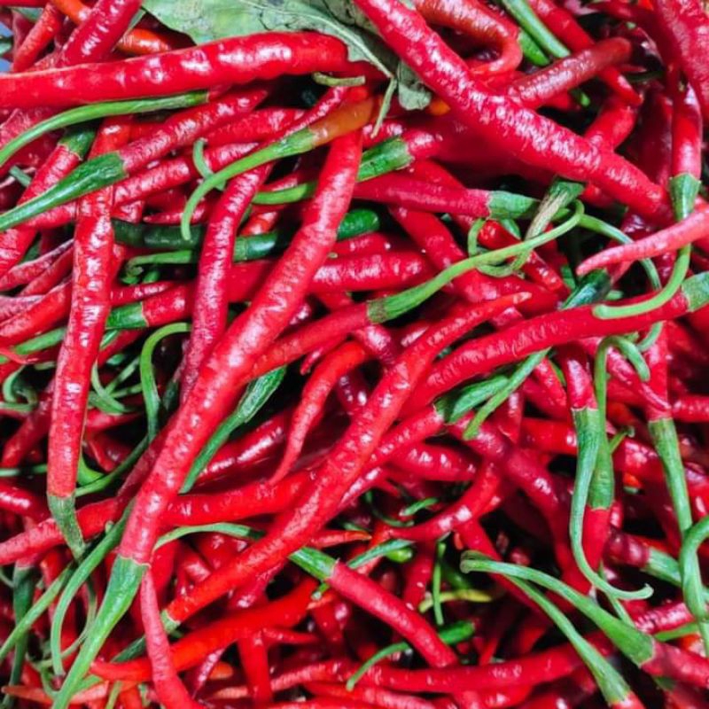 

CABE MERAH KERITING KILOAN