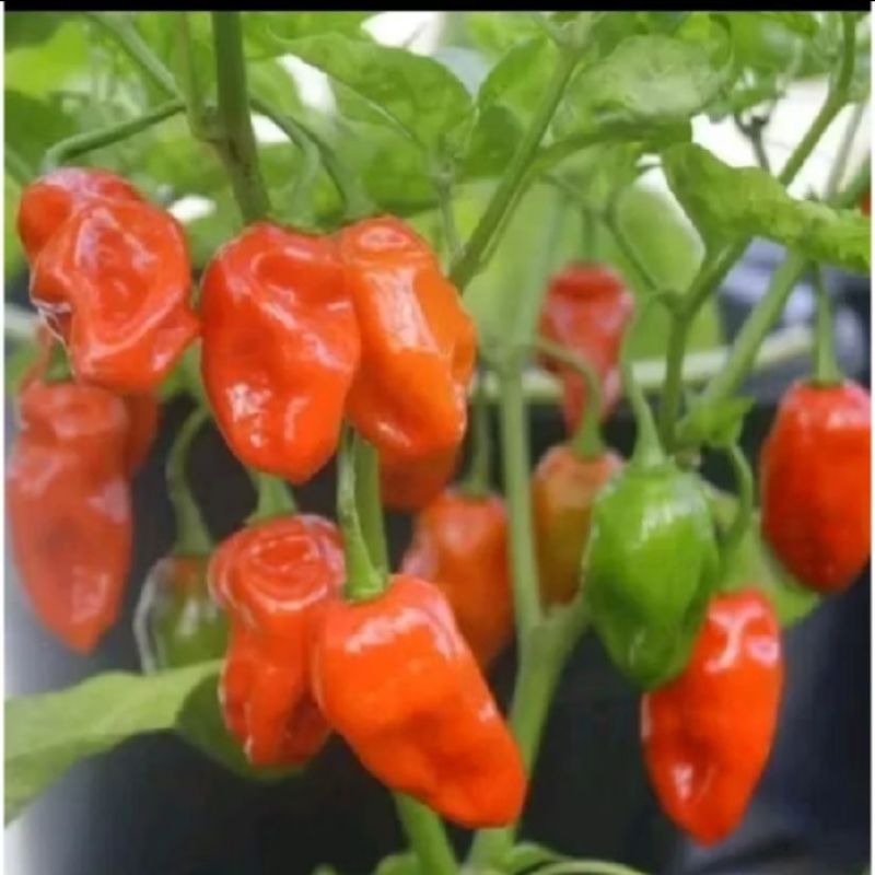 

biji beni cabe super dorset naga peper isi 5 butir