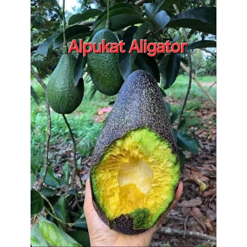 

Bibit Alpukat Aligator sambung pucuk(pengiriman full media)