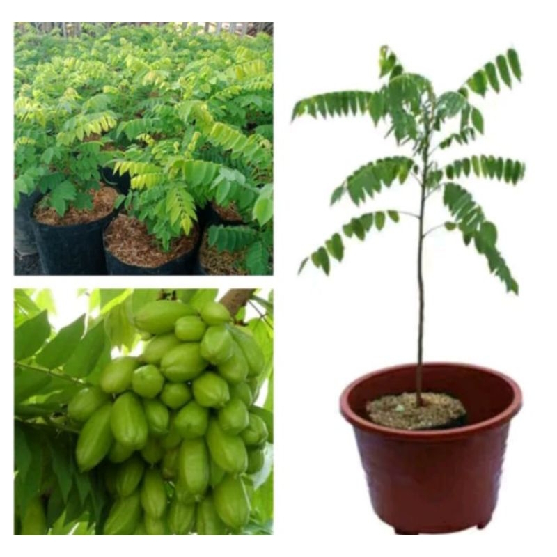 Tanaman Blimbing wuluh / blimbing sayur