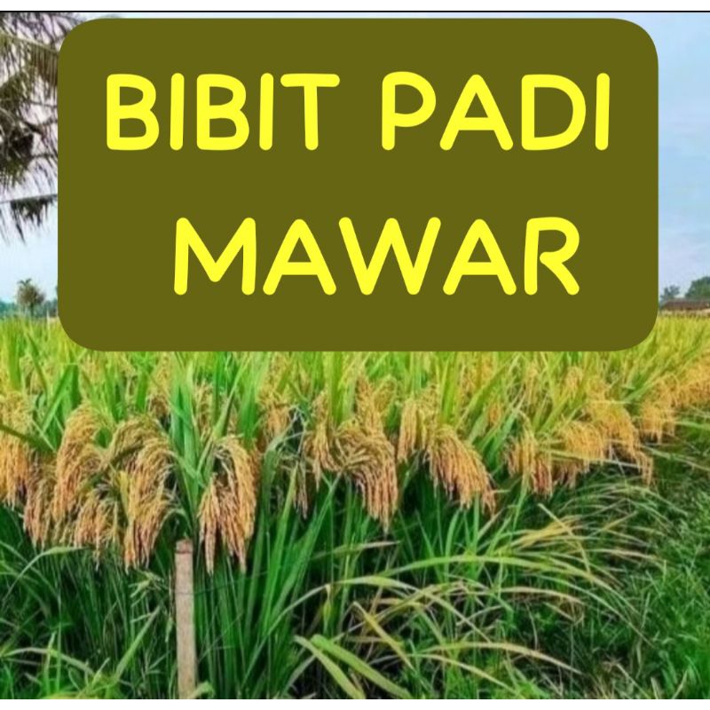 BIBIT PADI MAWAR                              Kemasan 10 Kg