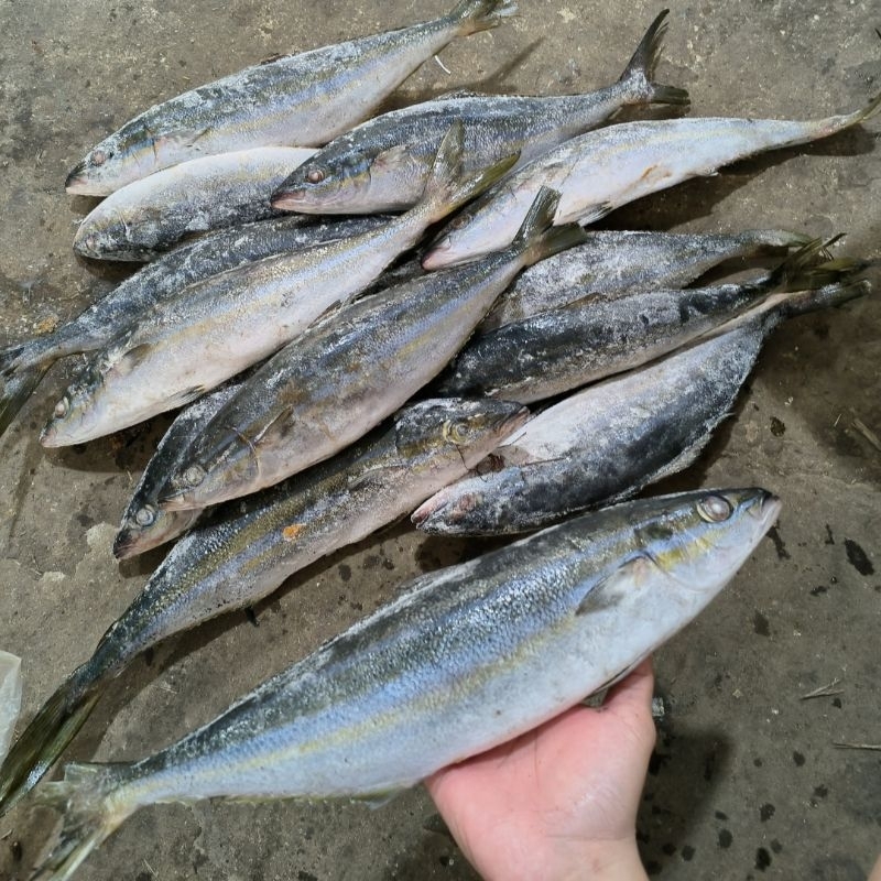 

Ikan Salmon Lokal 10kg