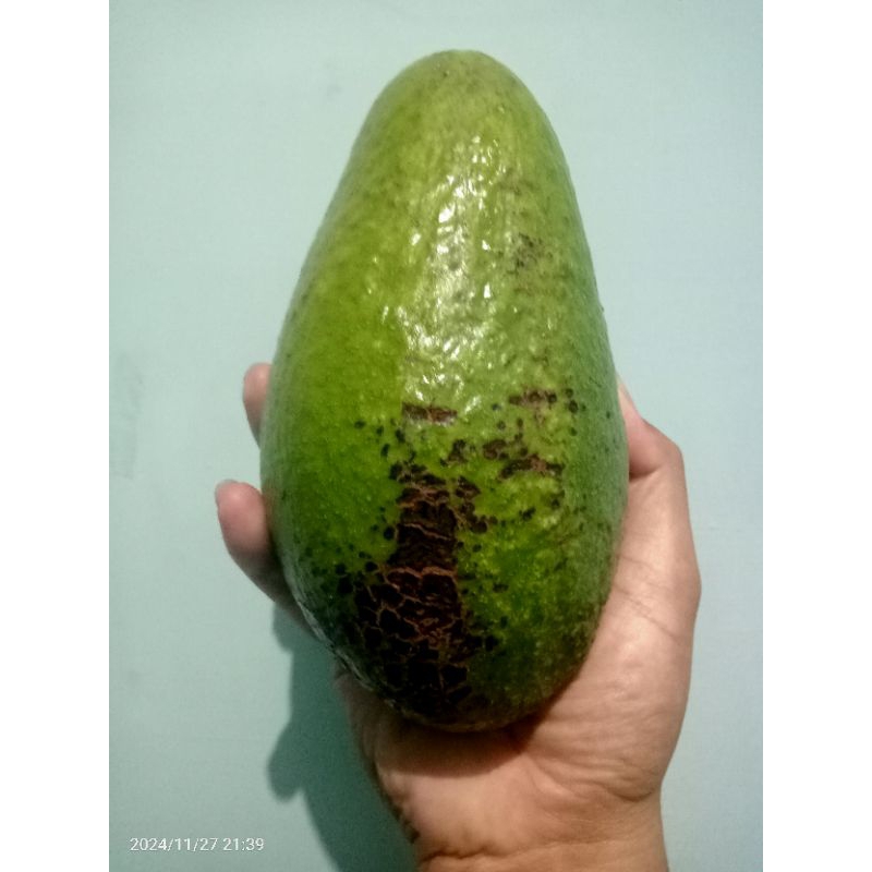 

(ekonomis) Buah Alpukat Pluwang Pangeran 1buah