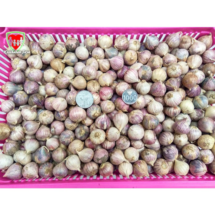 

Bawang Putih Tunggal Ungu Super 1 Kg