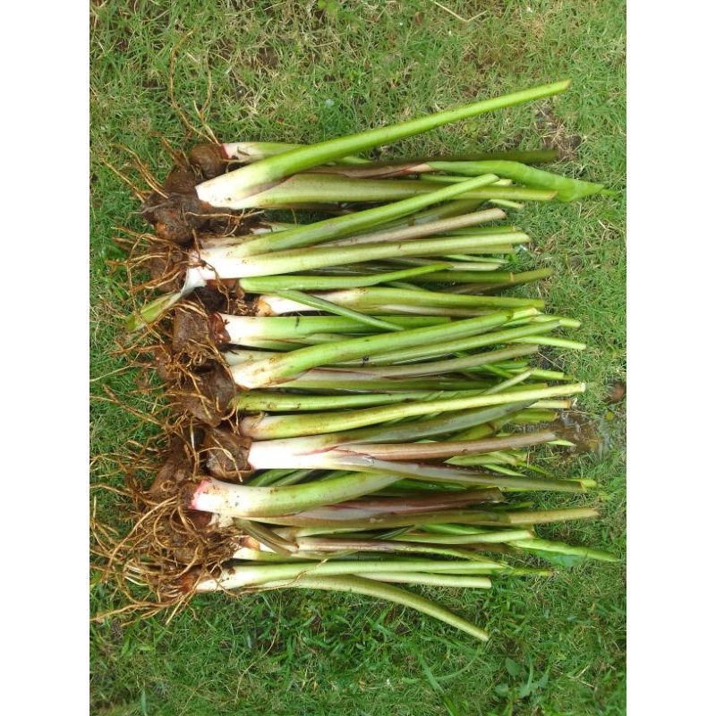 bibit talas bogor/pratama 1 isi 17 bibit