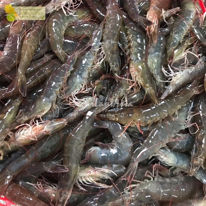 

Udang Vaname Segar Udang Vaname 90-100 Ekor Seafood Udang Segar 1Kg