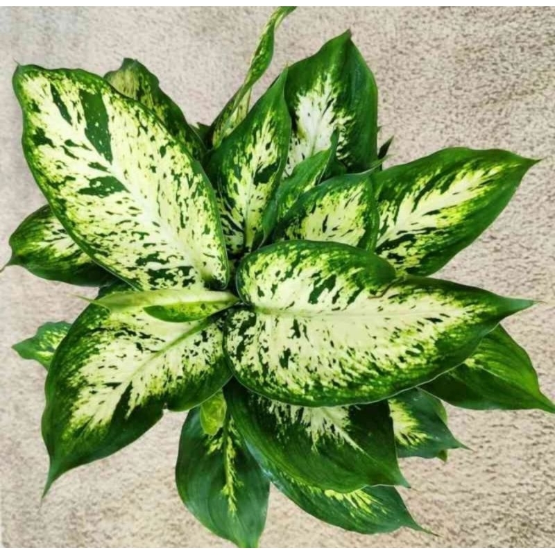 aglonema blanceng sparkel - tanaman hias aglonema blanceng sparkle