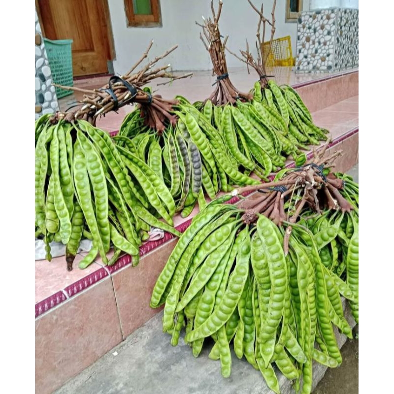 

Pete murah 1 ikat/Pete segar satu ikat (10 papan)