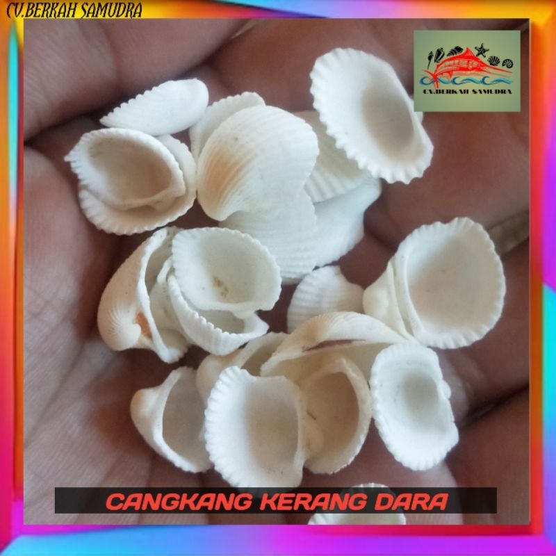 CANGKANG KERANG DARA/ KERANG DARA