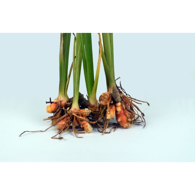 

BIBIT KUNYIT FRESH MUDA 1Kg