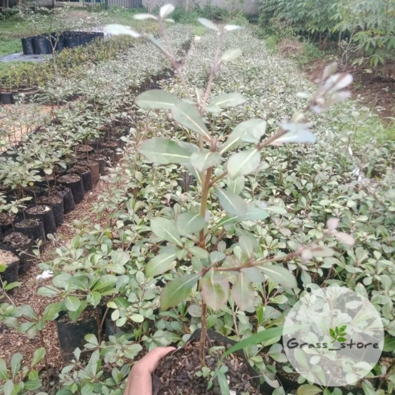 Bibit Ketapang Kencana - Tanaman Ketapang kencana - Ketapang kencana