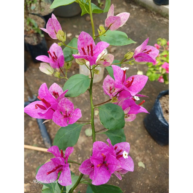 Bibit bugenvil vietnam splash