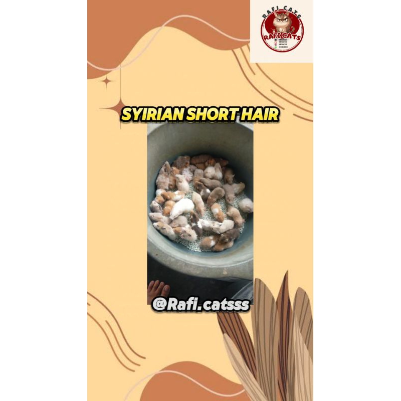 

Stiker Hamster Syirian Short Hair