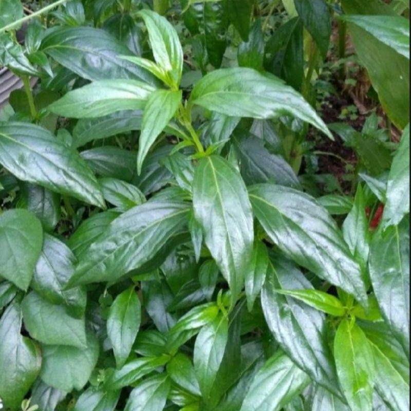 

daun sambiloto segar fresh 100g