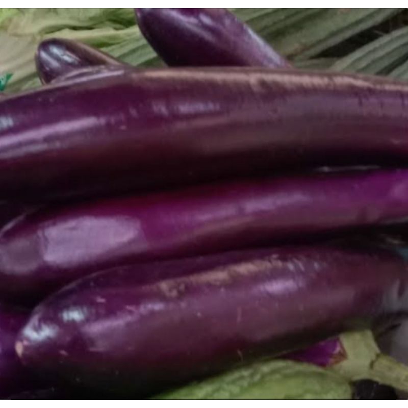 

terong ungu murah 4000-16000