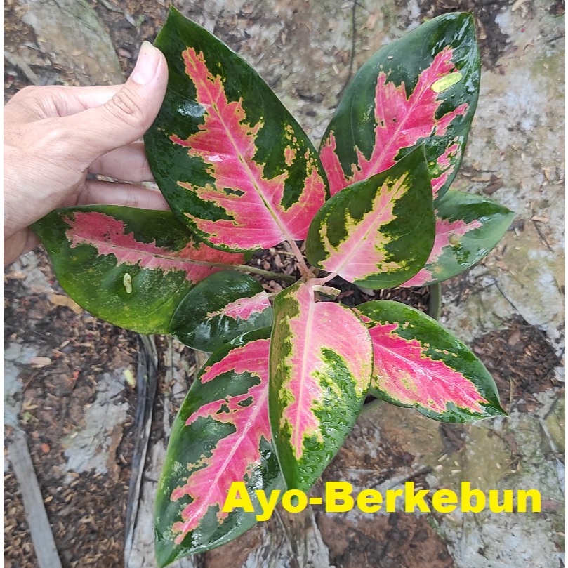 Tanaman Hias Aglonema Kochin - Aglaonema Kochin - Aglonema Red Kochin / Aglonema Cochin