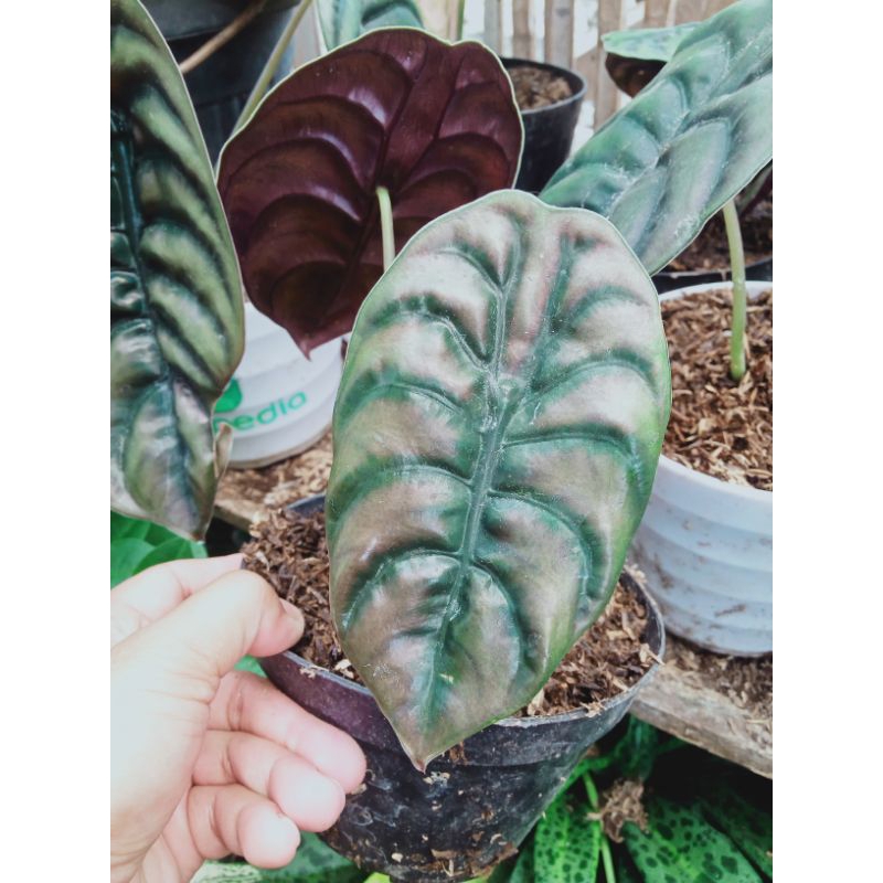 alocasia cuprea/keladi tengkorak