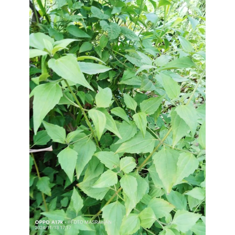 

Daun Kirinyuh Segar 1 kg