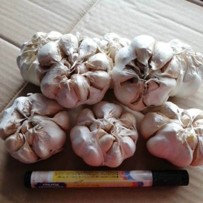 

bawang putih jumbo