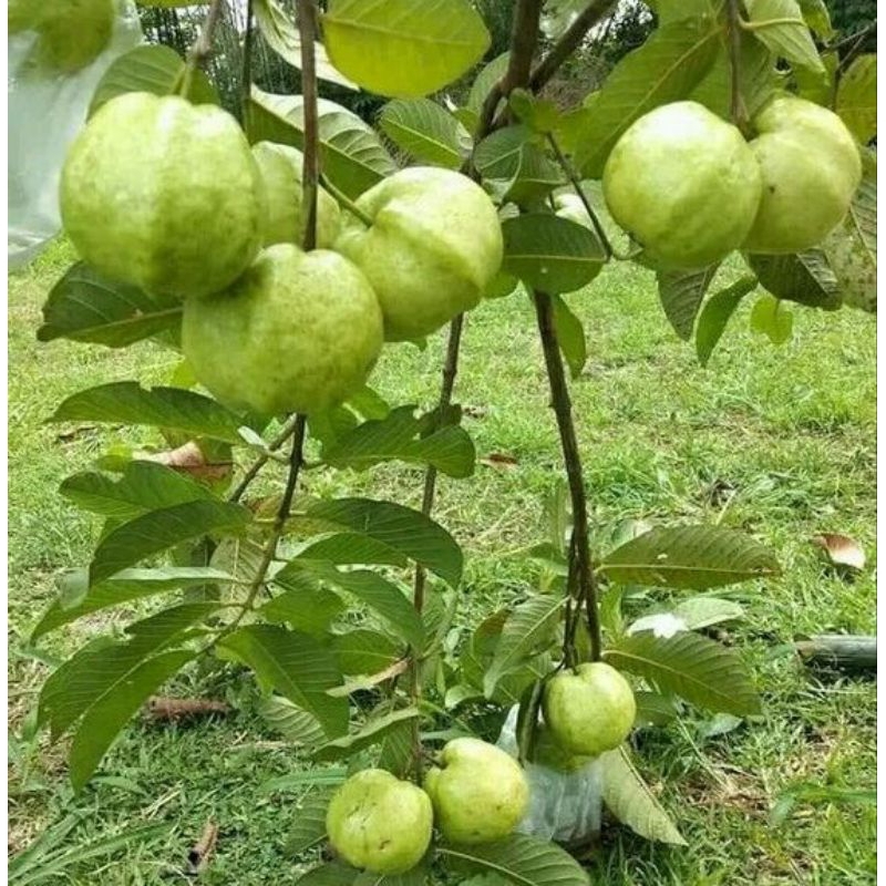 

buah Murah 3 kg jambu kristal