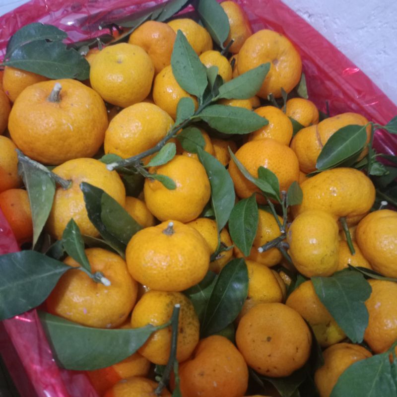 

Jeruk Santang 27rb/kg