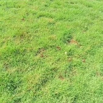 Rumput jepang 1  meter persegi rumput taman