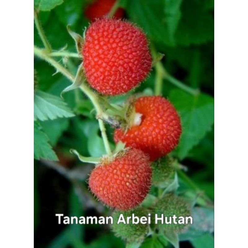 

Tanaman Hidup Arbei Hutan (Raspberry Lokal)