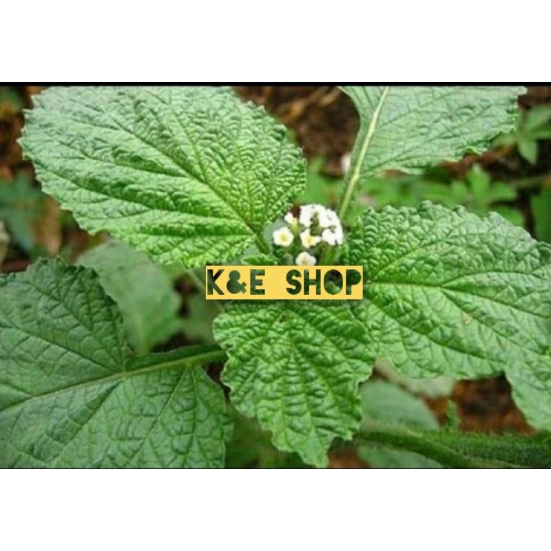 

Daun sangket segar/daun sangketan petik langsung 500 gram