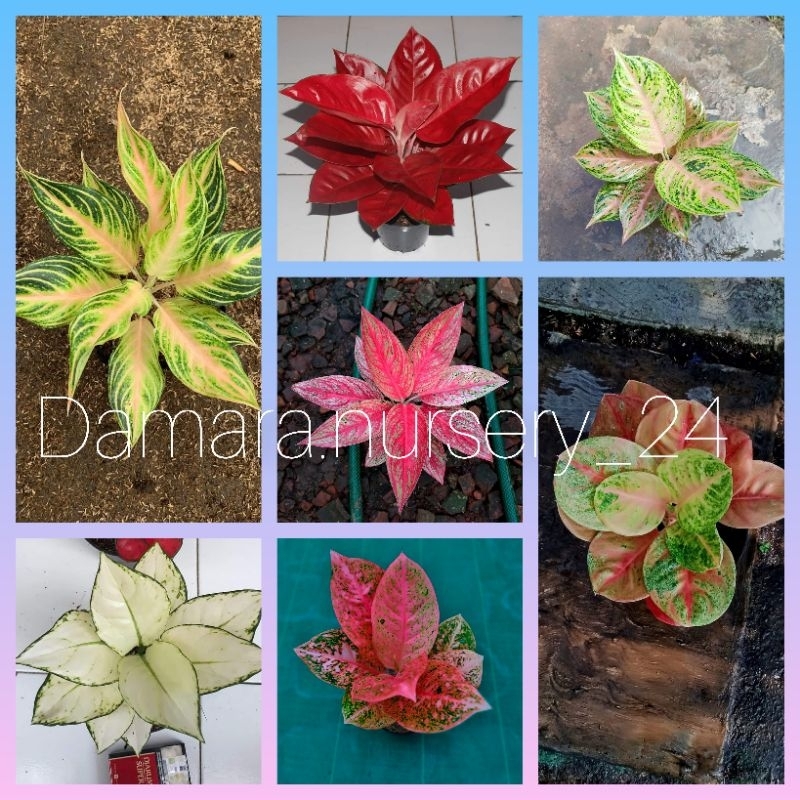 Bunga aglonema paket isi 7 jenis termurah