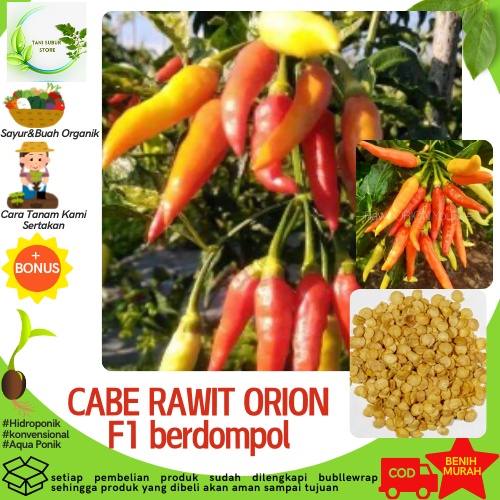 20 Biji Benih CABE RAWIT "ORION F1" berdompol Lebat
