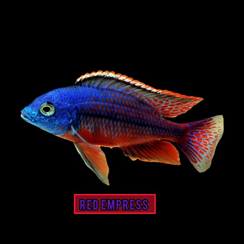 red empress cichlid
