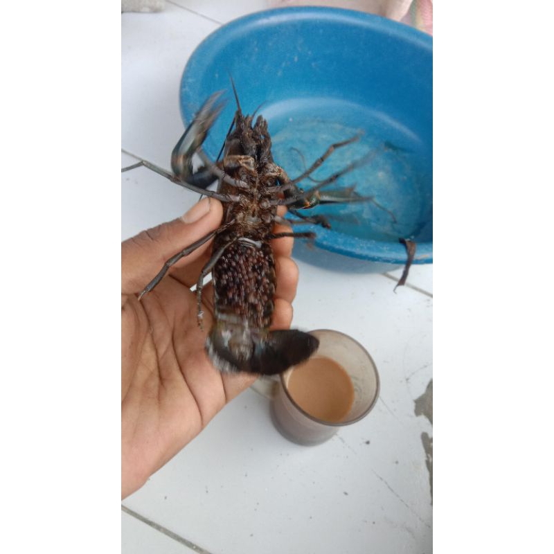 

Lobster air tawar merah