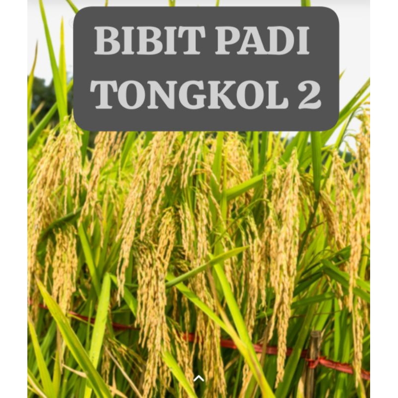 BIBIT PADI TONGKOL 2                                Kemasan 1 Kg