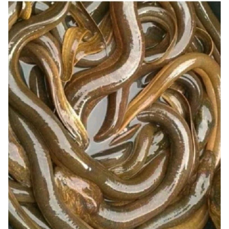 

Belut Segar 500 gr