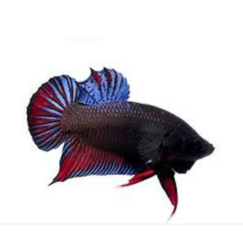 cupang bagan atau cupang aduan