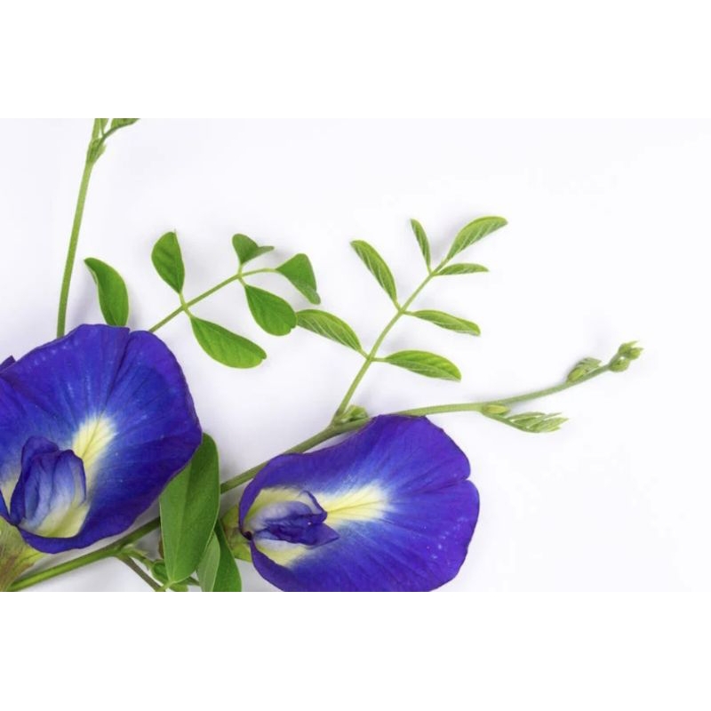 Biji Bunga Telang Biji Tanaman Hias Warna Ungu Tanaman Herbal Obat Herbal
