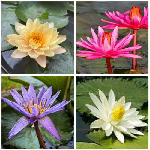 tanaman hias air teratai ungu / teratai kuning / teratai putih / teratai pink