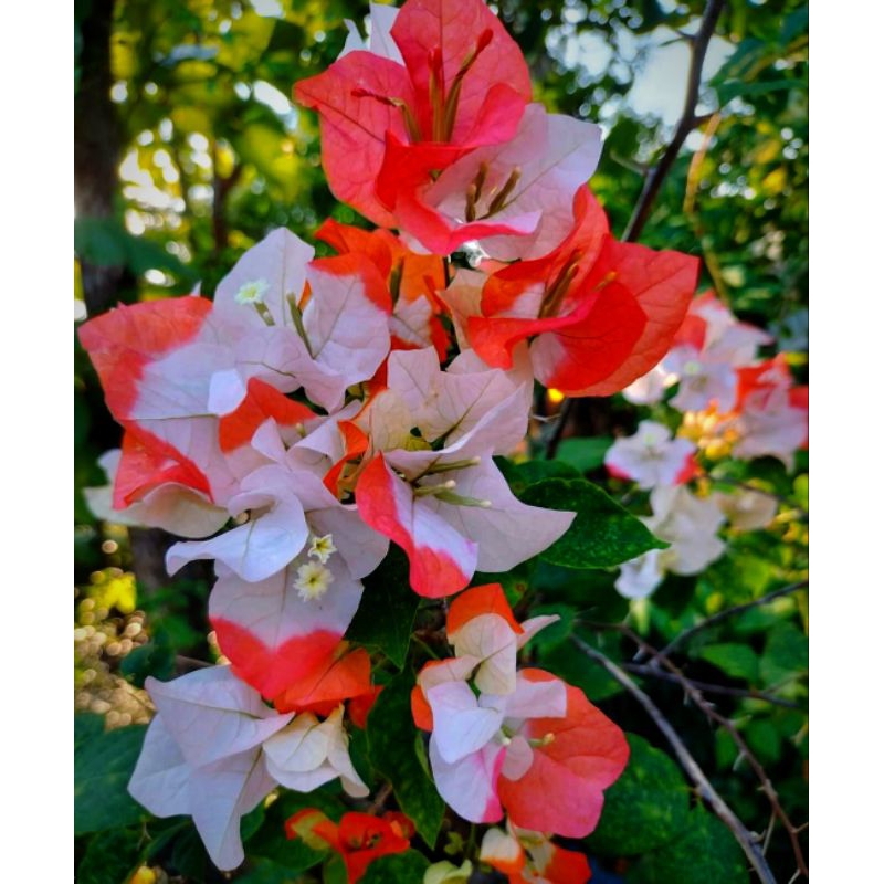 stek batang bougenville import Maharani batang besar