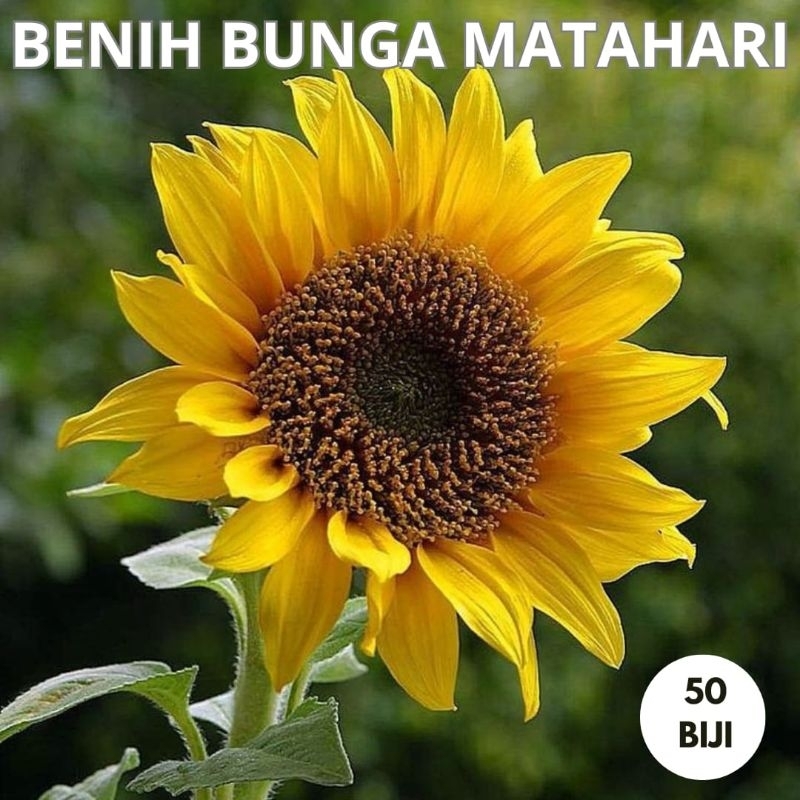 100 Bibit Bunga Matahari Benih Biji Bunga Matahari Kuning Biji Tanaman Sun Flower Benih Bunga Mataha
