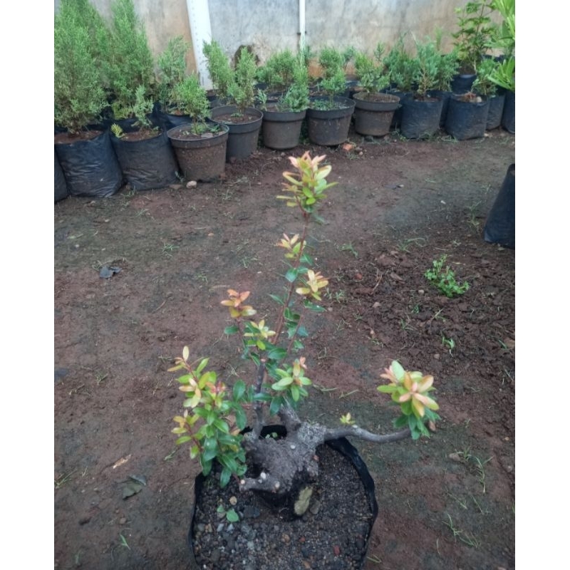 Bonsai santigi gunung manisrejo