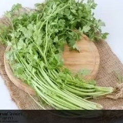

DAUN KERUMBAR SEGAR/ IKAT