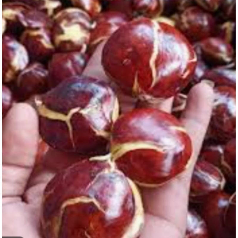 

SEPI JENGKOL TUA DAN BESAR RP 72.000 / KG