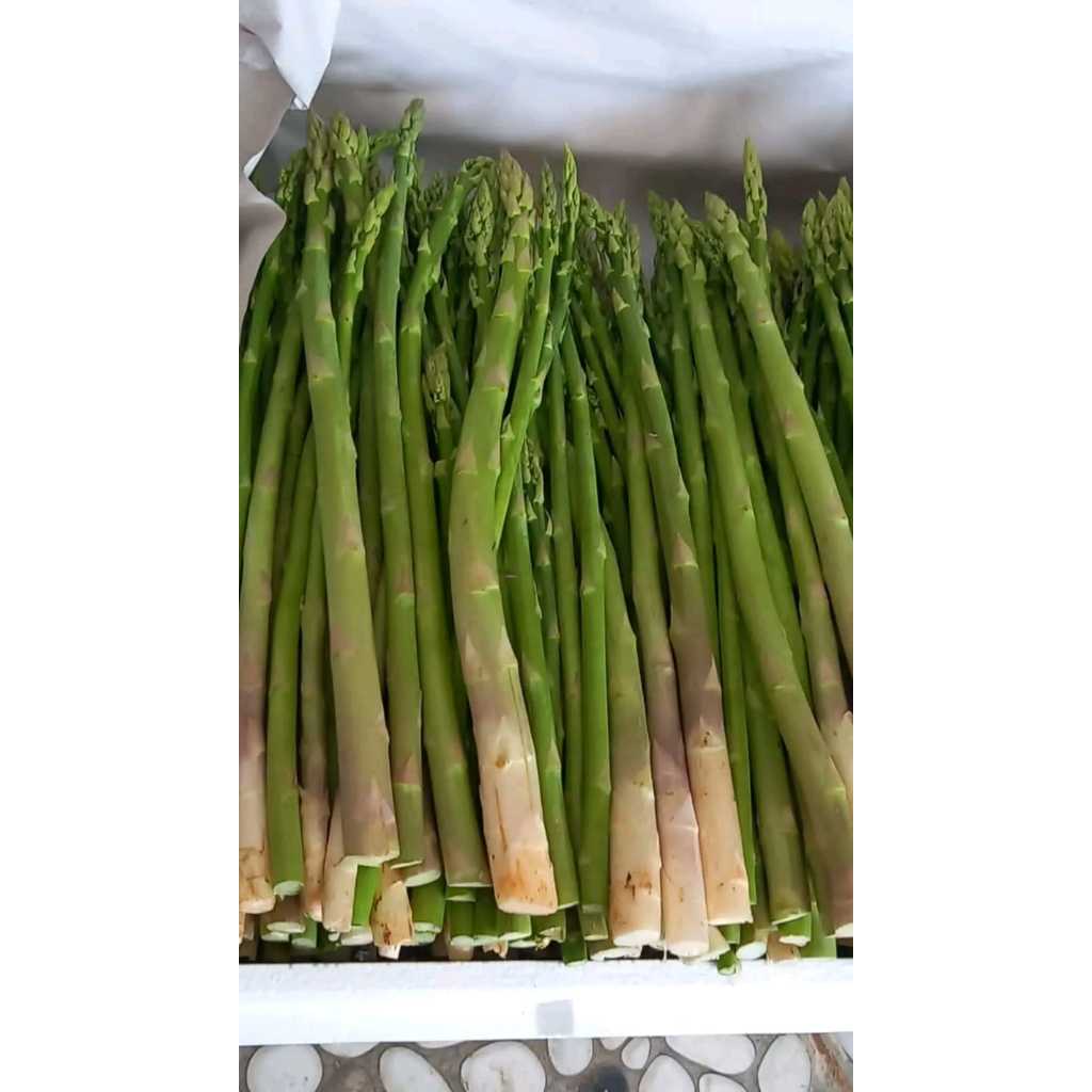 Bibit Benih Asparagus F1 USA Bonggol Akar Apargus Aspragus Manis Siap Tanam Original