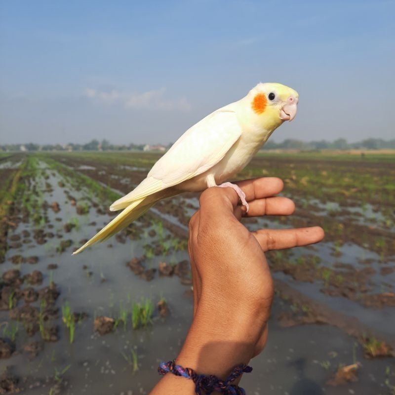 FALK AMAN UNTUK MAINAN ANAK PARKIT AUSTRALIA LUTINO SKIL FREE FLY