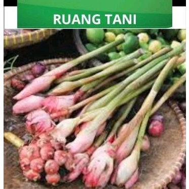 

BUNGA KECOMBRANG FRESH 1KG