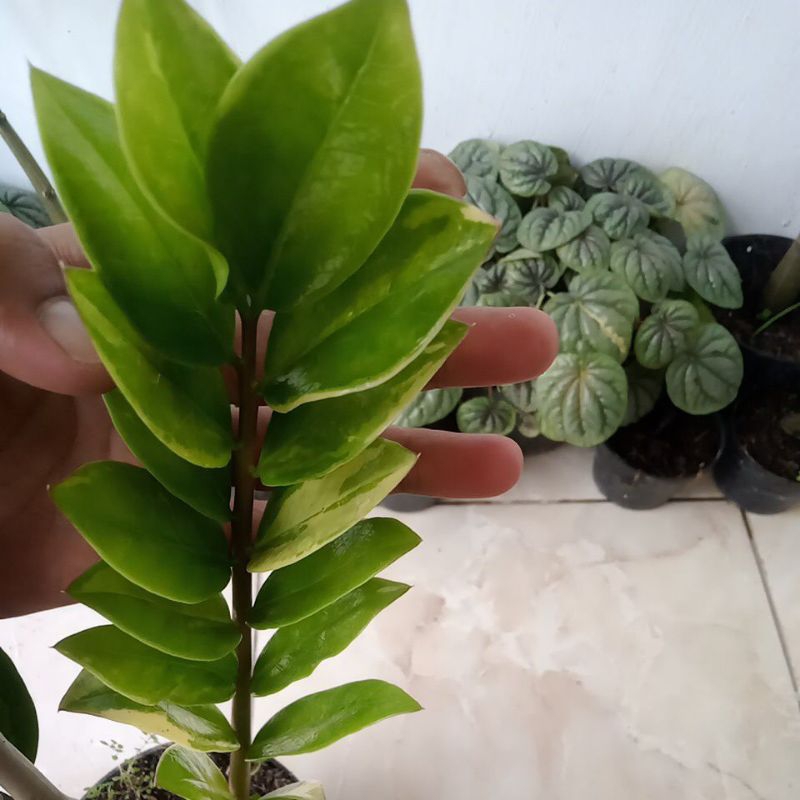 Samia kulkas varigata