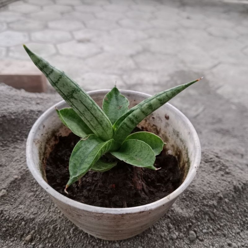 Sansevieria Boncel