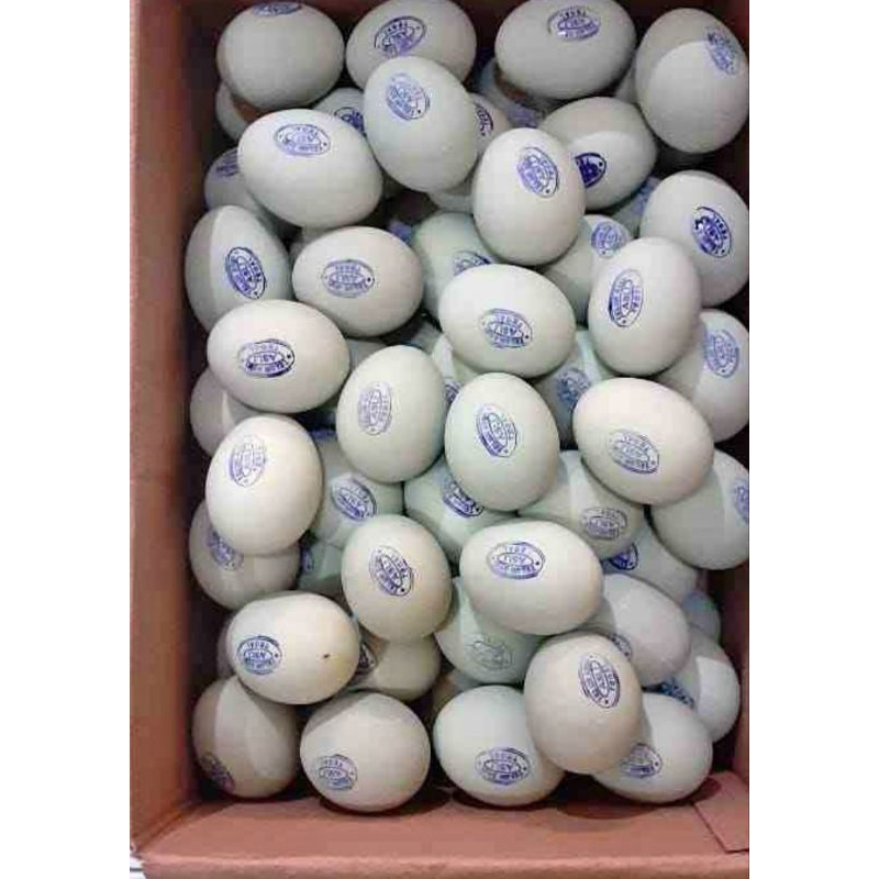 

TELOR ASIN KHAS BREBES