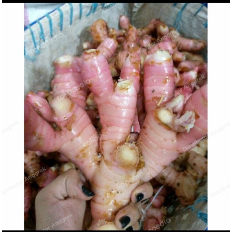 

UMBI LAJA /UMBI LENGKUAS 1KG