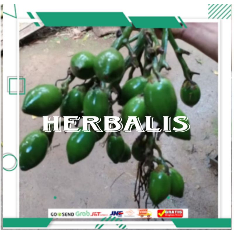 

Buah pinang muda 500gr murah